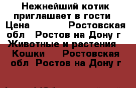 Нежнейший котик приглашает в гости › Цена ­ 2 000 - Ростовская обл., Ростов-на-Дону г. Животные и растения » Кошки   . Ростовская обл.,Ростов-на-Дону г.